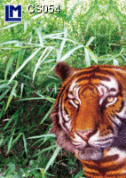 CS054:  TIGER ( ANIMALS )       CAT