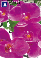 CS059: ORCHID ( FLOWERS )