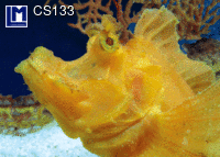 CS133: BIZARRE FISH ( ANIMALS )