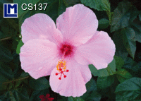 CS137: HIBISCUS ( FLOWERS )