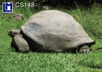 CS148: GIANT TURTLE ( ANIMALS )