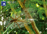 CS161: SPIDER ( ANIMALS )
