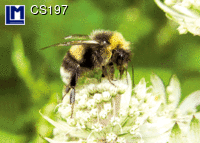 CS197: BUMBLEBEE ( FLOWERS / ANIMALS )