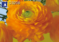 CS208: BUTTERCUP ( FLOWERS )