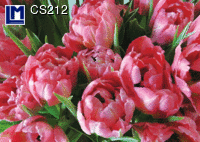 CS212: TULIPS ( FLOWERS )