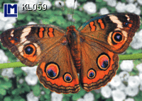KL059: BUTTERFLY ( ANIMALS )