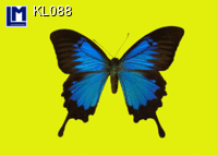 KL088: BUTTERFLY ( ANIMALS )
