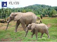 KL130: ELEPHANTS ( ANIMALS )
