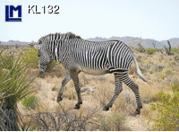 KL132: ZEBRA ( ANIMALS )