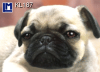KL187: DOG / PUG ( ANIMALS )
