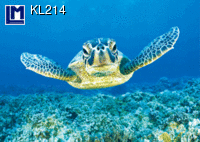KL214: TURTLE SMILING ( ANIMALS )
