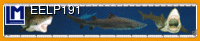 EELP191: SHARKS ( ANIMALS )