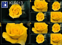 KLS013: GELBE ROSE ( BLUMEN )