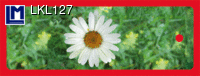LKL127: OXEYE DAISY ( FLOWERS )