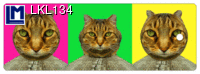 LKL134: CATS ( ANIMALS )
