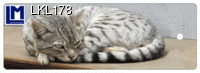 LKL178: SLEEPING CAT
