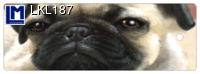LKL187: DOG / PUG ( ANIMALS )