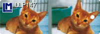 LLP147: CAT ( ANIMALS )