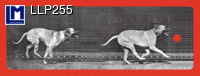 LLP255: MUYBRIDGE, RUNNING DOGS ( ART / ANIMALS  )
