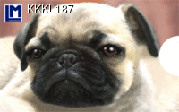 KKKL187: DOG / PUG ( ANIMALS )