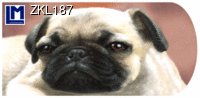 ZKL187: DOG / PUG ( ANIMALS )