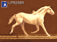 LPR239R: MUYBRIDGE, RUNNING HORSE,FOR LEFT HANDED ( ART / ANIMALS  )