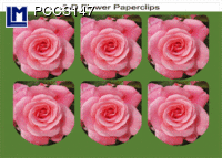 PCCS147: ROSES ( FLOWERS )