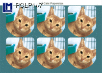 PCLP147: CAT ( ANIMALS )