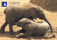 CS010: ELEPHANT BABIES ( ANIMALS )