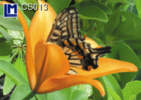 CS013: BUTTERFLY ( ANIMALS / FLOWERS )