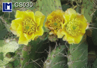 CS030: CACTUS FLOWER ( FLOWERS )