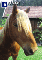 CS031: HORSE ( ANIMALS )