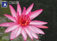 CS035: WATERLILY ( FLOWERS )