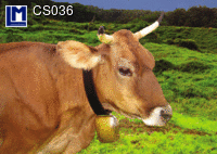 CS036: COW ( ANIMALS )