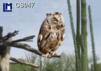 CS047: OWL ( ANIMALS / FLOWERS )