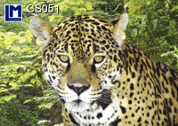 CS051:  LEOPARD ( ANIMALS )  CAT