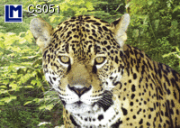 CS051: LEOPARD ( ANIMALS ) CAT