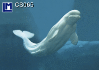 CS065: WHITE WHALE ( ANIMALS )