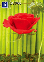 CS066: RED ROSE ( FLOWERS )