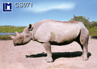 CS071: RHINO ( ANIMALS )