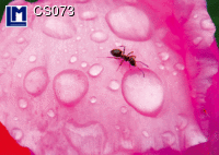 CS073: ANT ( ANIMALS / FLOWERS )