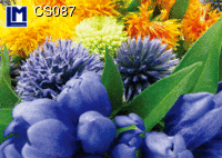 CS087: FLOWERS