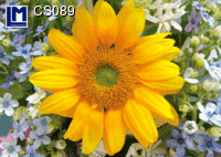 CS089: DAISY ( FLOWERS )