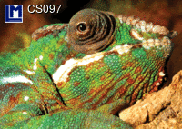 CS097:  CHAMAELEON ( ANIMALS )