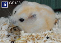 CS138: HAMSTER ( ANIMALS )