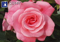 CS147: ROSA ROSE ( BLUMEN )