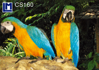 CS160: PARROTS ( ANIMALS )