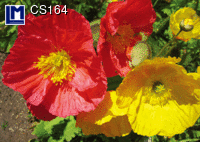 CS164:  POPPY ( FLOWERS )