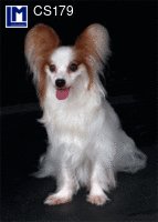 CS179: LITTLE DOG ( ANIMALS )