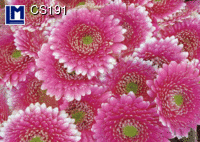 CS191: GERBERA ( FLOWERS )